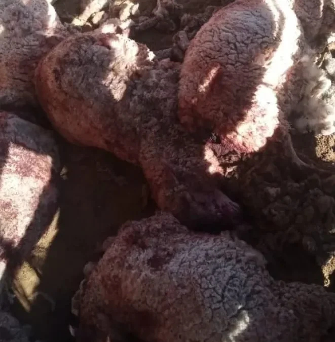 Una jauría de perros entró a una finca de Calingasta y mató a varias ovejas