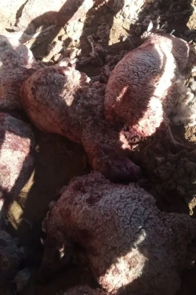 R (1) Una jauría de perros entró a una finca de Calingasta y mató a varias ovejas