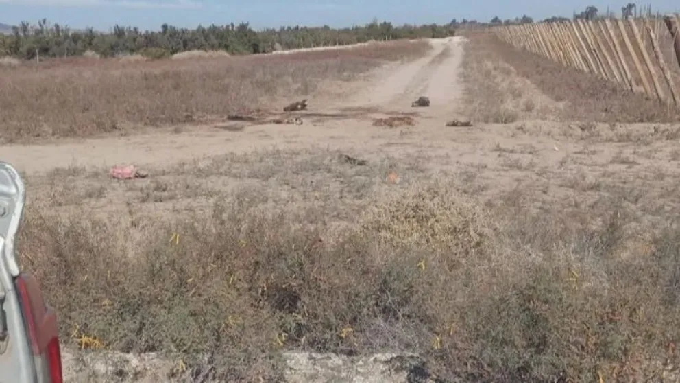 Hallaron dos caballos faenados en Angaco y la Policía investiga el hecho