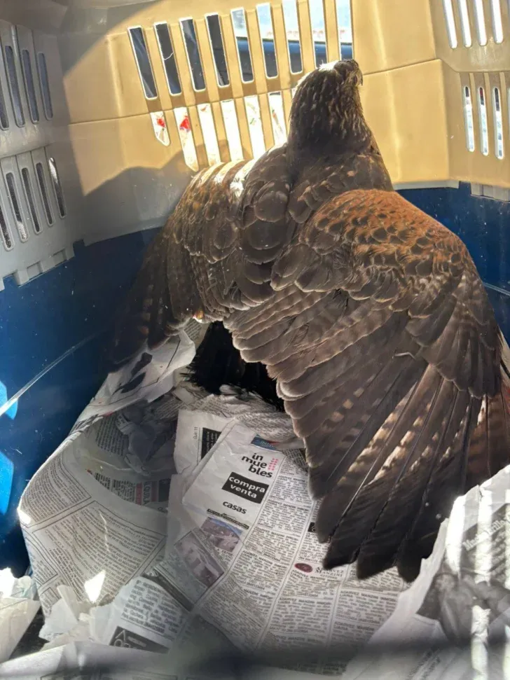 Gabi, el gavilán que fue rescatado en grave estado, volvió a volar en libertad