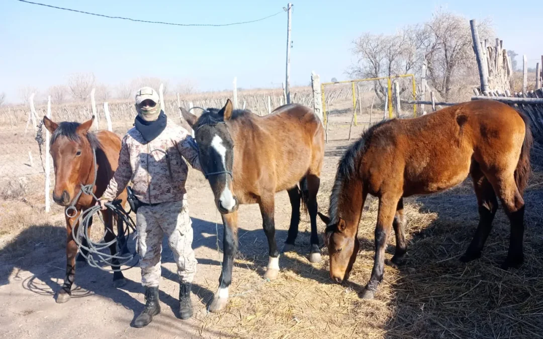 Recuperaron tres caballos robados de una escuela agrotécnica en Sarmiento
