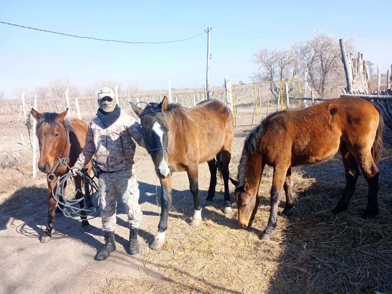 R (1) Recuperaron tres caballos robados de una escuela agrotécnica en Sarmiento