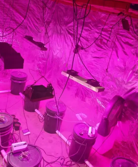 Un allanamiento por robo terminó con el hallazgo de un invernadero de marihuana y un arma en Albardón