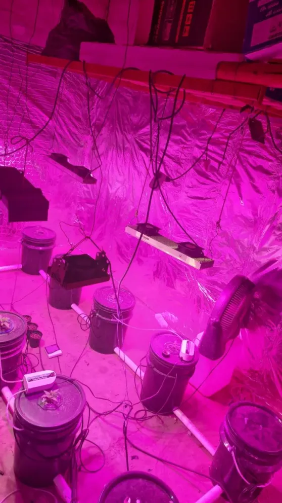 R (1) Un allanamiento por robo terminó con el hallazgo de un invernadero de marihuana y un arma en Albardón