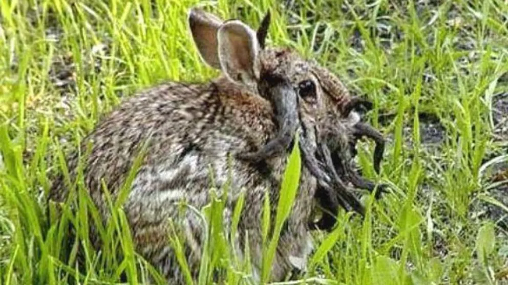 Aparecieron conejos con cuernos extraños en Estado Unidos y lo asignan a un virus