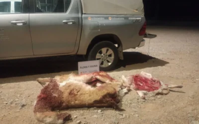 Detienen a cuatro hombres con guanacos faenados y armas en un operativo en Ullum